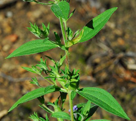 Trichostema_brachiatum_leaves1.jpg