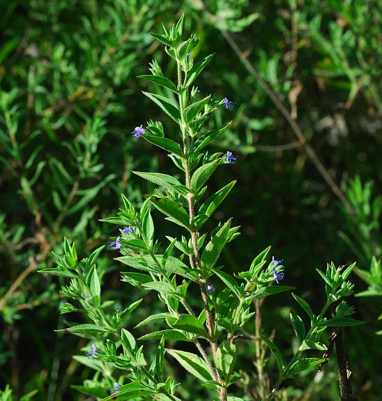 Trichostema_brachiatum_plant.jpg