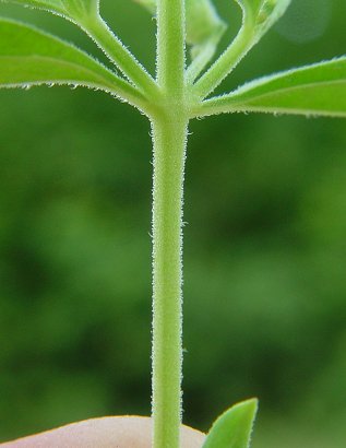 Trichostema_brachiatum_stem.jpg