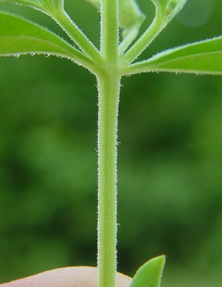 Trichostema_brachiatum_stem.jpg