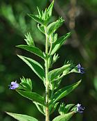 Trichostema brachiatum thumbnail