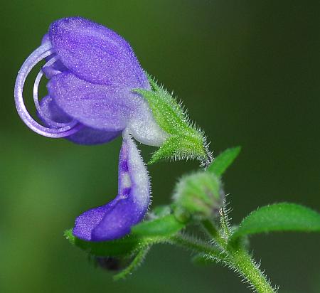 Trichostema_dichotomum_calyx.jpg