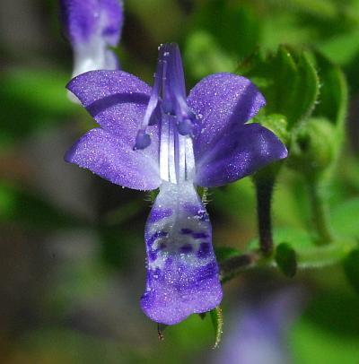 Trichostema_dichotomum_corolla.jpg