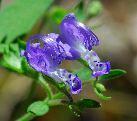 Trichostema_dichotomum_flowers.jpg