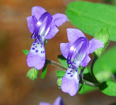 Trichostema_dichotomum_flowers2.jpg