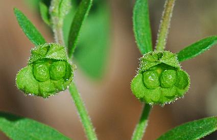 Trichostema_dichotomum_fruits.jpg