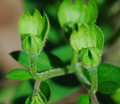 Trichostema_dichotomum_fruits2.jpg