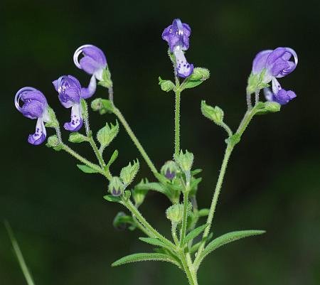 Trichostema_dichotomum_inflorescence.jpg