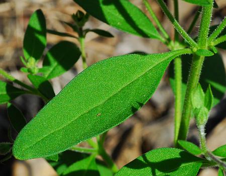 Trichostema_dichotomum_leaf1.jpg