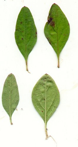 Trichostema_dichotomum_leaves.jpg