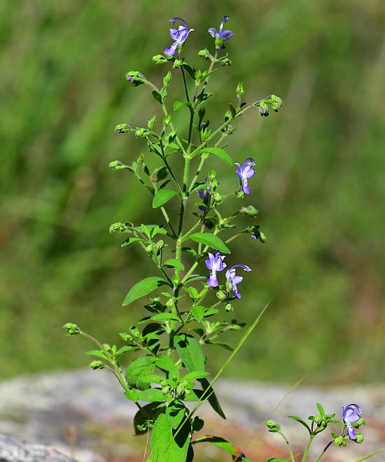 Trichostema_dichotomum_plant.jpg