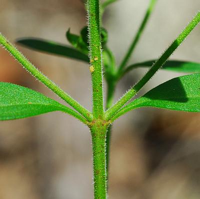 Trichostema_dichotomum_stem.jpg