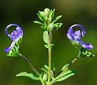 Trichostema dichotomum thumbnail