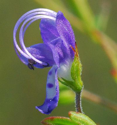 Trichostema_setaceum_calyx1.jpg