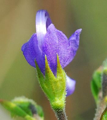 Trichostema_setaceum_calyx2.jpg