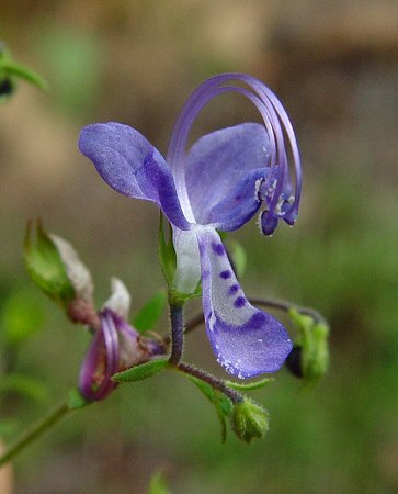 Trichostema_setaceum_flower.jpg