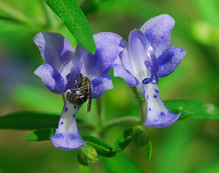 Trichostema_setaceum_flowers.jpg