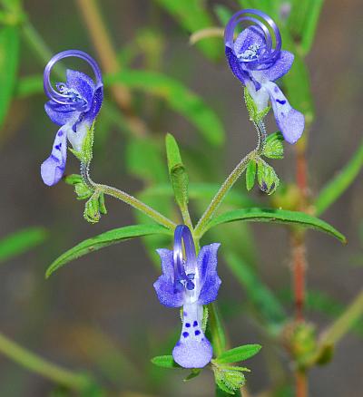 Trichostema_setaceum_inflorescence.jpg