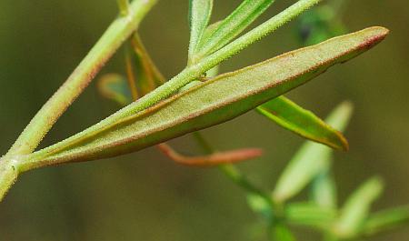 Trichostema_setaceum_leaf2.jpg