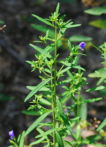 Trichostema_setaceum_leaves.jpg