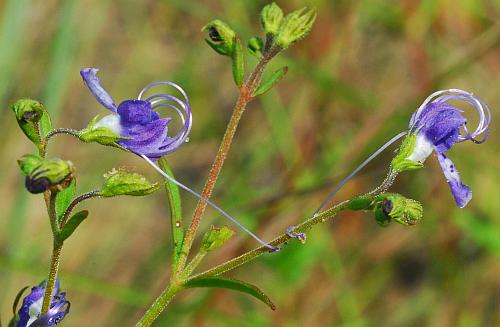 Trichostema_setaceum_odd.jpg