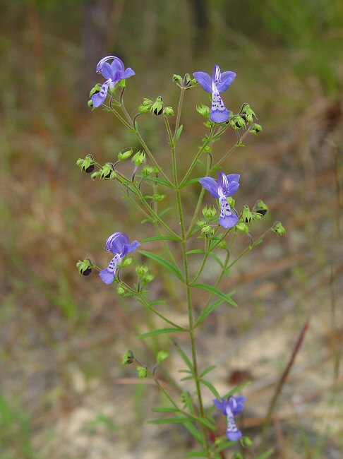 Trichostema_setaceum_plant.jpg