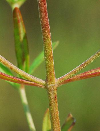 Trichostema_setaceum_stem.jpg