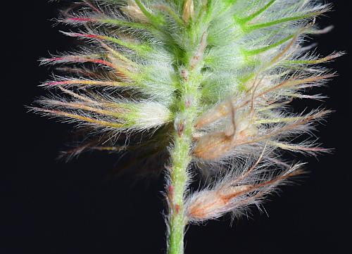 Trifolium_arvense_flowers.jpg
