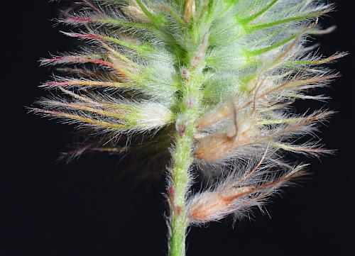 Trifolium_arvense_flowers.jpg