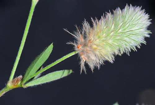 Trifolium_arvense_inflorescence.jpg
