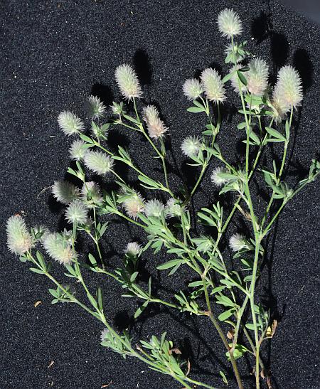 Trifolium_arvense_plant.jpg