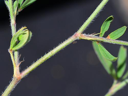 Trifolium_arvense_stem.jpg