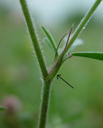 Trifolium_arvense_stipule.jpg