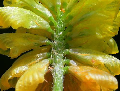 Trifolium_campestre_calyces.jpg