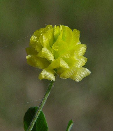 Trifolium_campestre_flowers.jpg