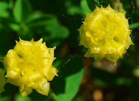 Trifolium_campestre_flowers2.jpg