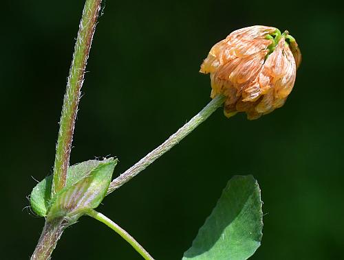 Trifolium_campestre_fruits.jpg