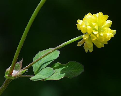 Trifolium_campestre_inflorescence.jpg