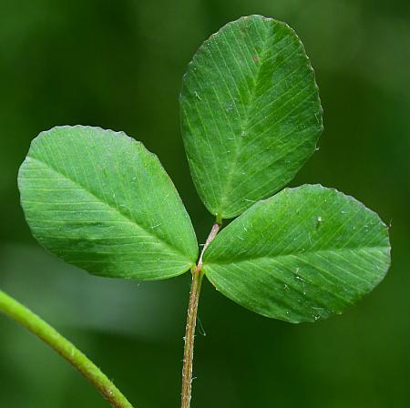 Trifolium_campestre_leaf1.jpg