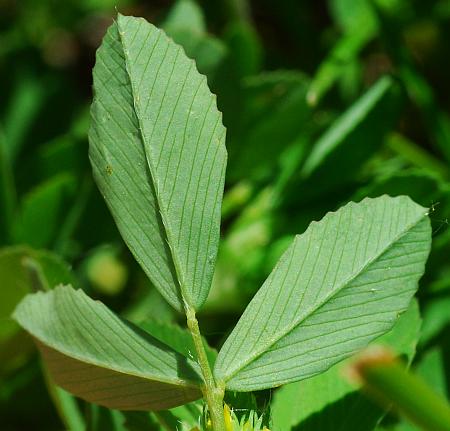 Trifolium_campestre_leaf2.jpg