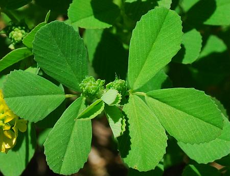 Trifolium_campestre_leaves.jpg