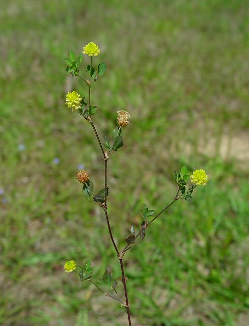 Trifolium_campestre_plant.jpg