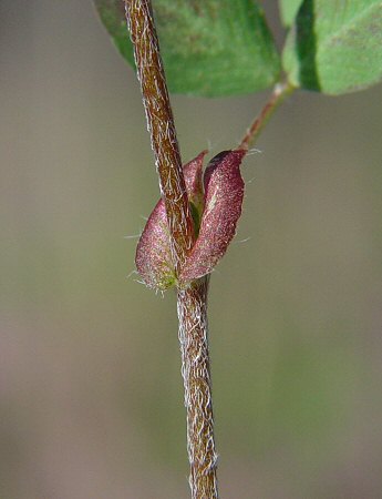 Trifolium_campestre_stipules.jpg