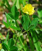 Trifolium campestre thumbnail