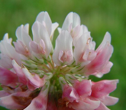 Trifolium_hybridum_flower.jpg