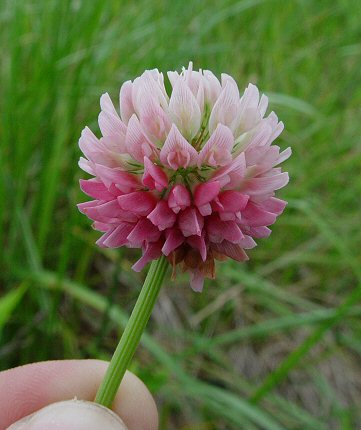 Trifolium_hybridum_inflorescence.jpg