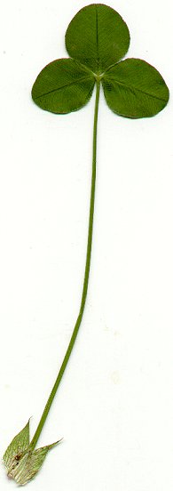 Trifolium_hybridum_leaf.jpg