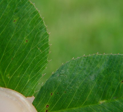 Trifolium_hybridum_leaf_margins.jpg