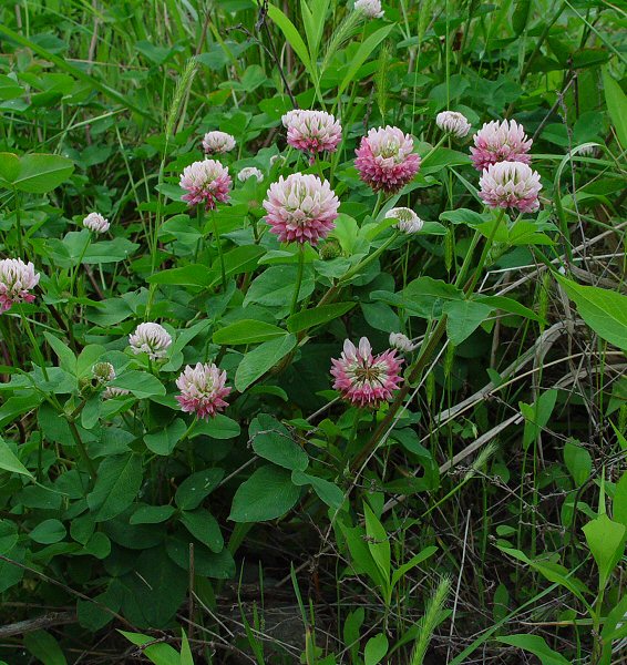 Trifolium_hybridum_plant.jpg