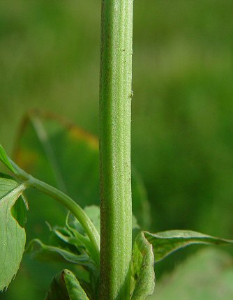 Trifolium_hybridum_stem.jpg